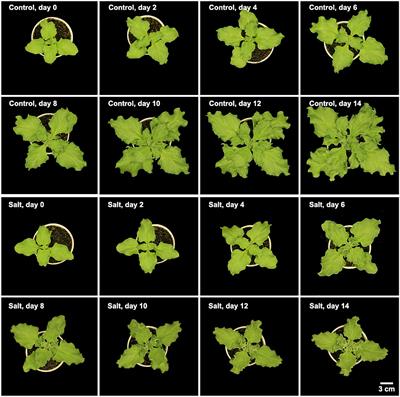 Physiological Changes in Mesembryanthemum crystallinum During the C3 to CAM Transition Induced by Salt Stress